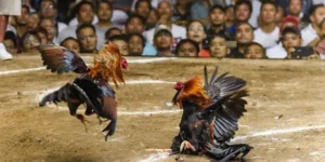 da-ga-cua-dao-thabet-thumb